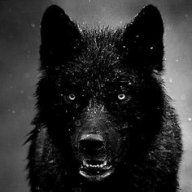 the wolf black